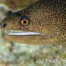 moray_goldentail_lphr_gc_h_0170_cay4082.jpg